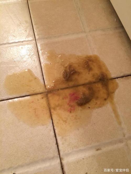 狗狗拉肚不吃东西怎么回事怎么办