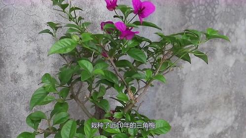 三角梅花栽培方法视频
