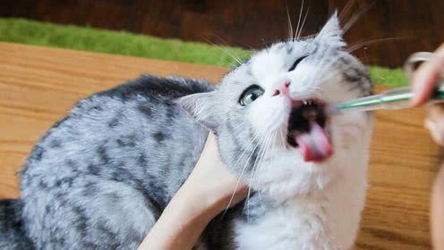 猫咪喉咙里感觉有东西卡住想吐
