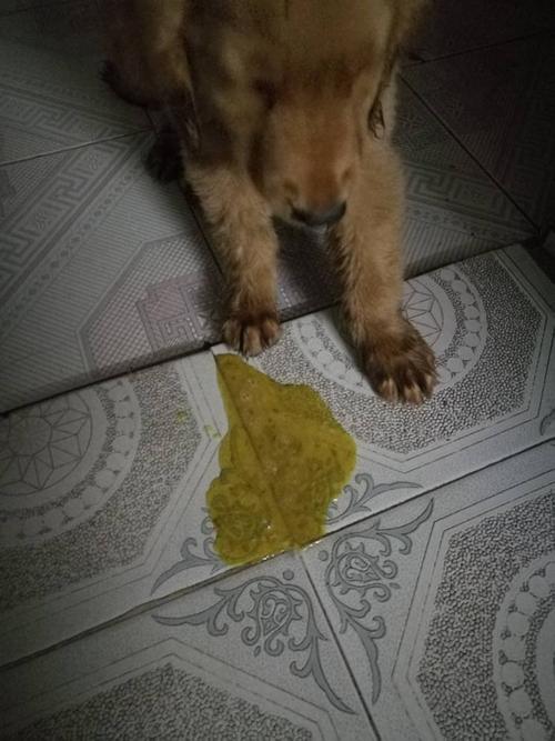 狗狗吃坏东西又吐又拉
