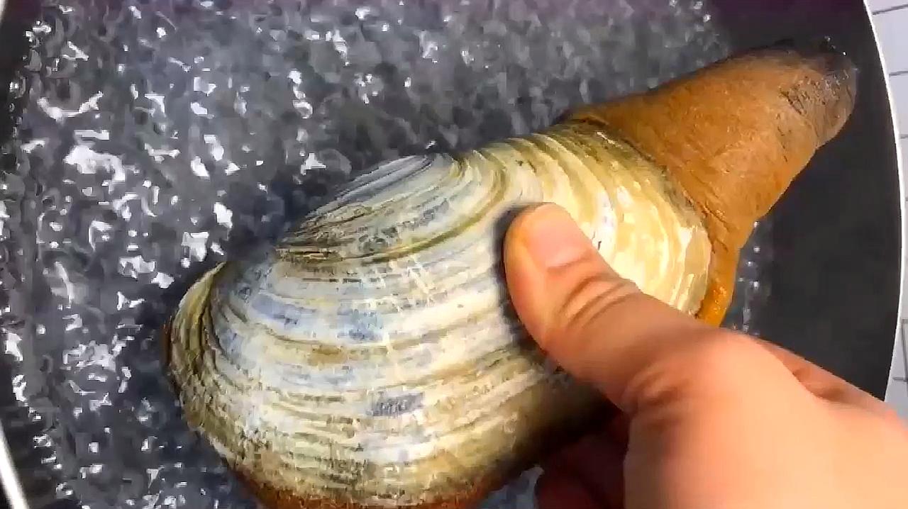 象拔蚌 做法