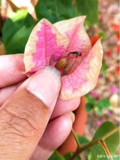 种子的繁殖方法