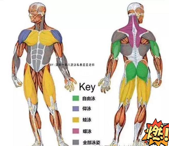 全身大肌群的运动