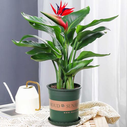 室内栽培草本花卉有哪些