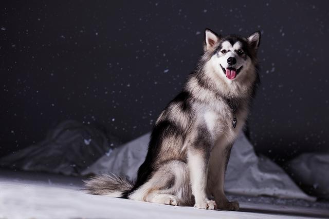 阿拉斯加雪橇犬如何训练