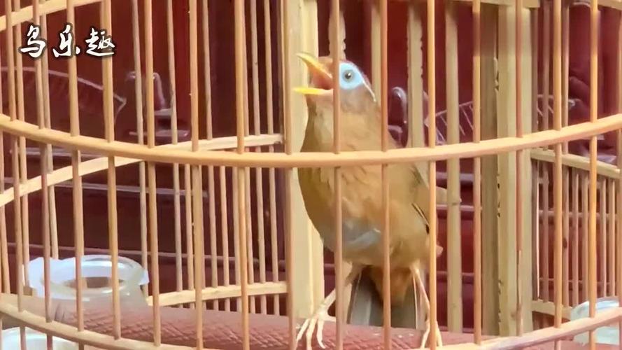 画眉窝鸟怎么训练鸣叫