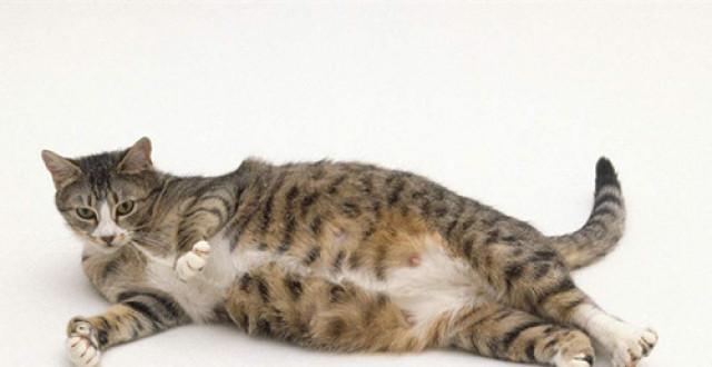 怀孕猫初期要注意什么东西不能吃什么东西