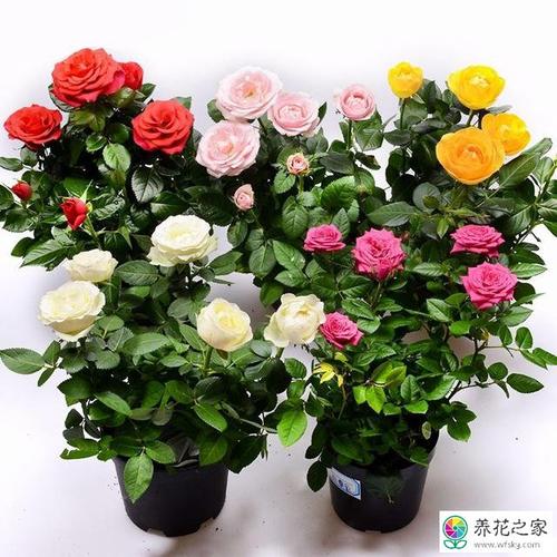 切花月季的无土栽培方式