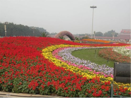 花坛花卉栽培及病虫害防治技术