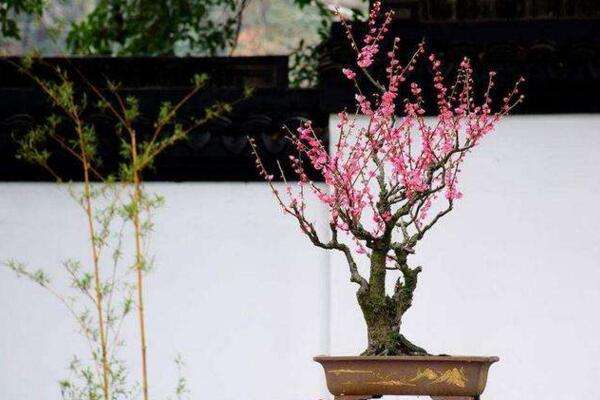 梅花树养殖方法