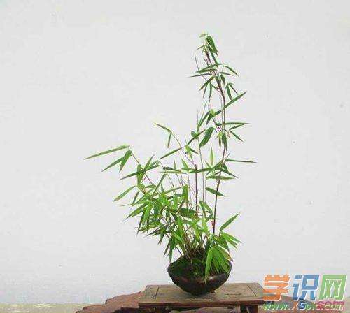 竹树养殖方法