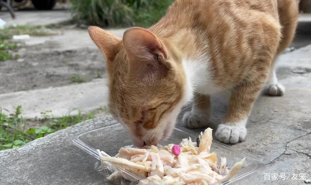 小奶猫总是不吃东西怎么办