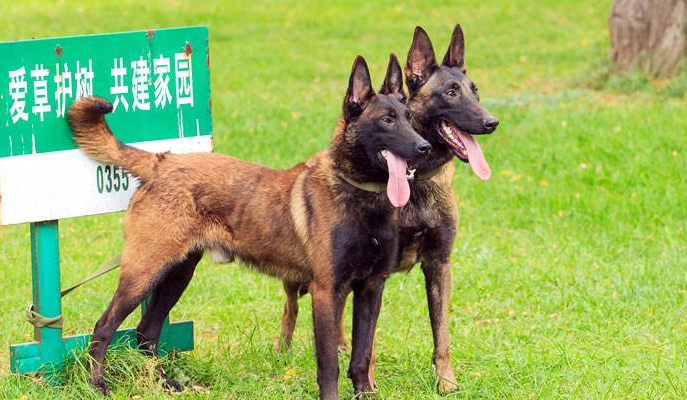 怎样训练马犬坐