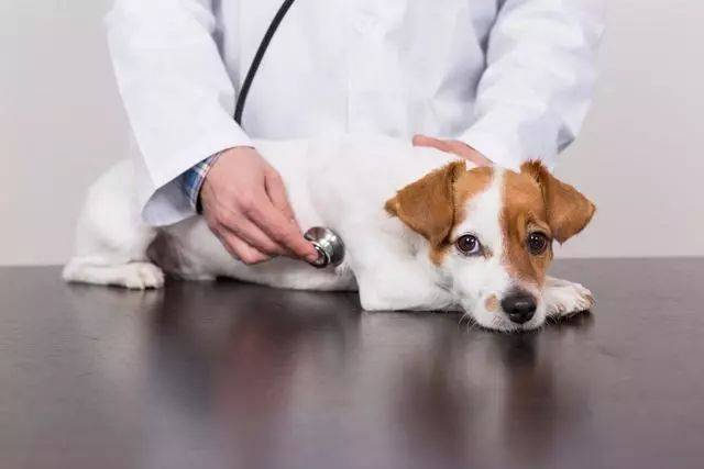 给狗体检查什么东西吗