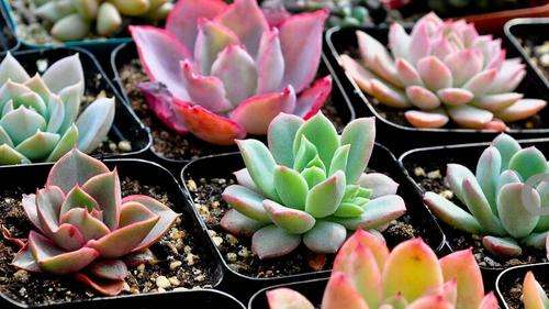 多肉植物养殖方法