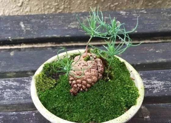 松果盆栽培育法