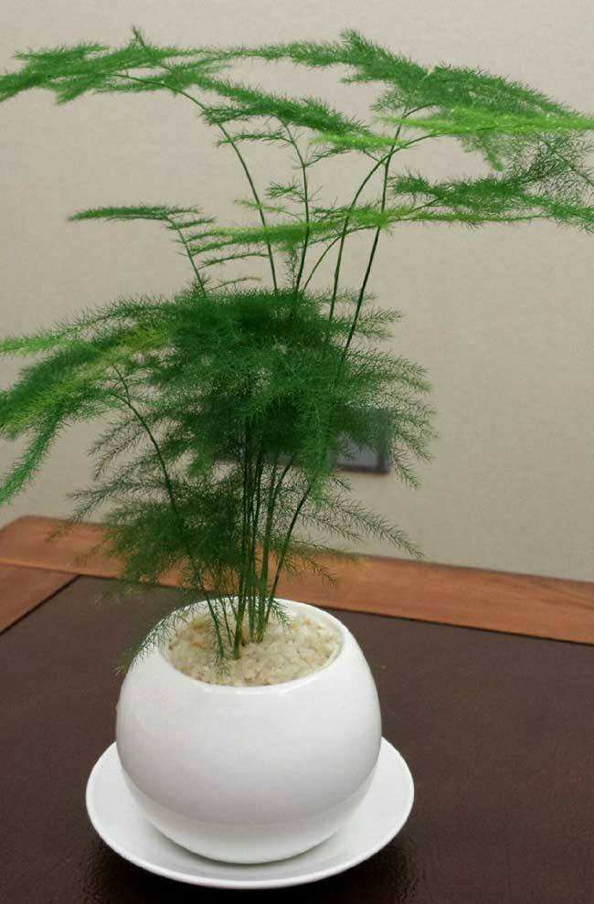 文竹植物的养殖方法