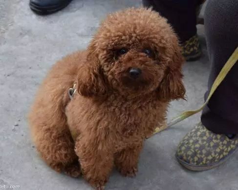泰迪2月咬东西怎么办