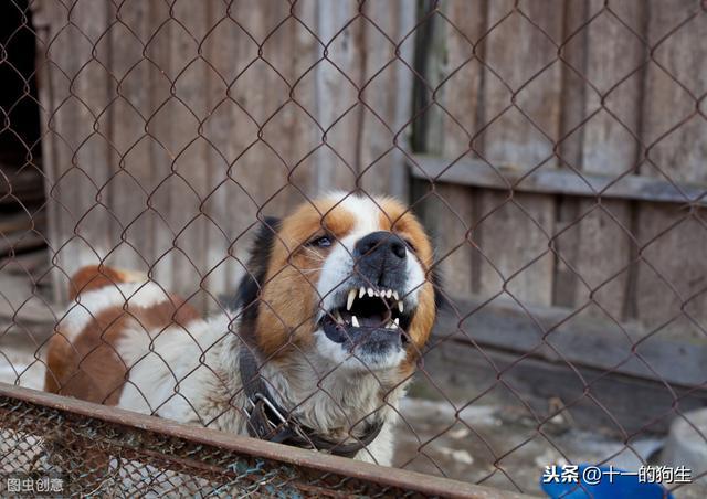 怎样训练狗不怕人拿东西攻击