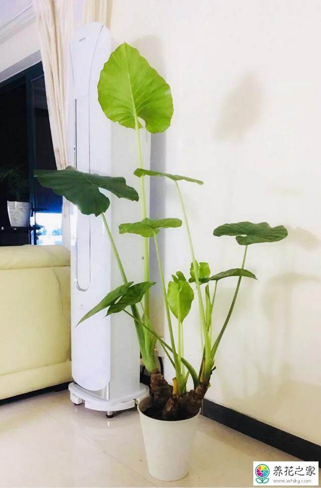 植物滴水观音注意事项
