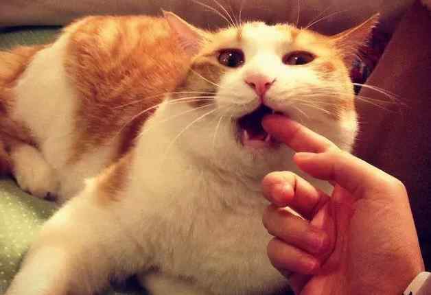 为什么小猫老是咬东西怎么办