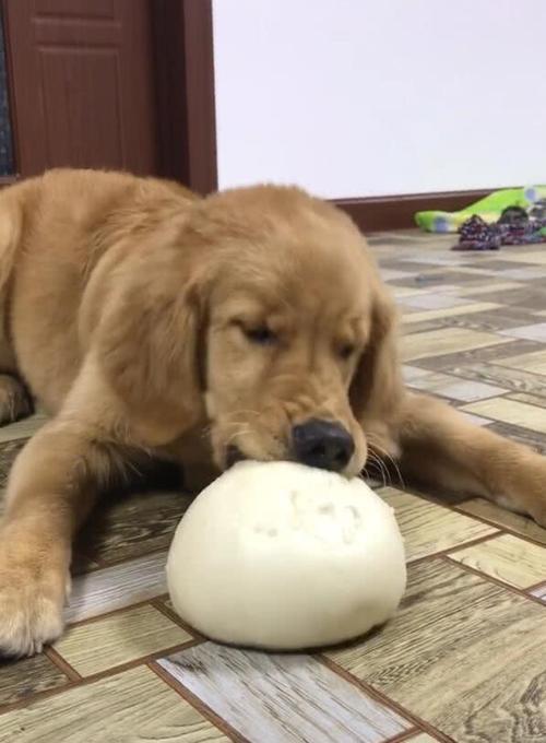 金毛幼犬到处咬东西