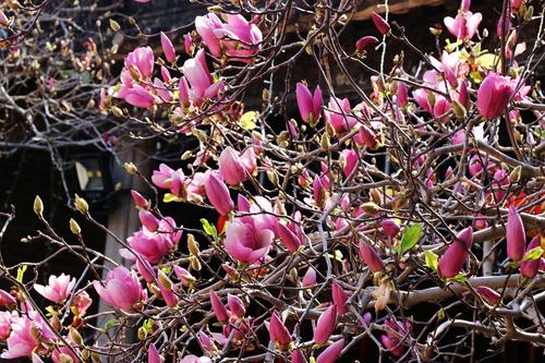 玉堂春花怎么栽培