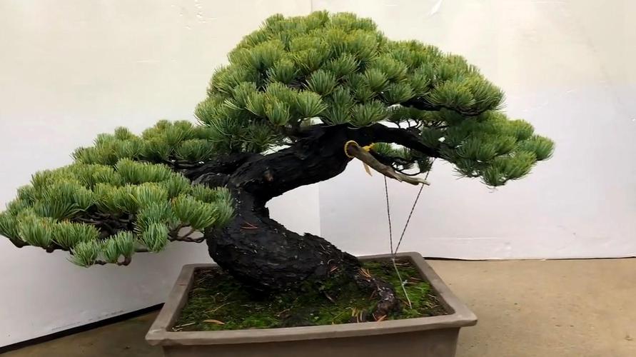 松树盆景栽培