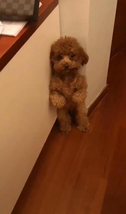 女的 泰迪乱咬东西 罚站