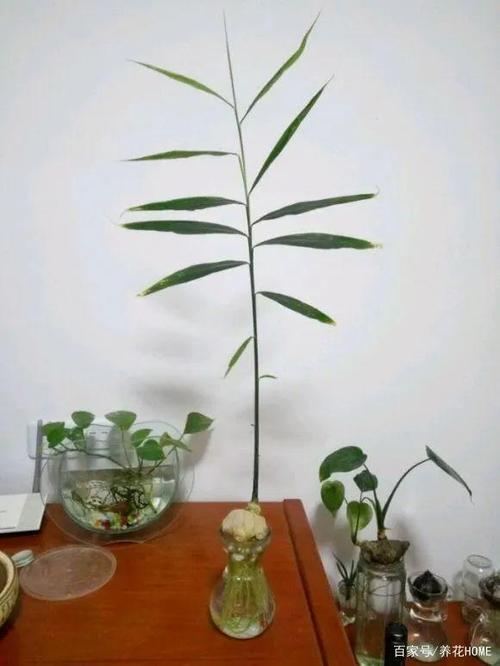 生姜的盆栽培