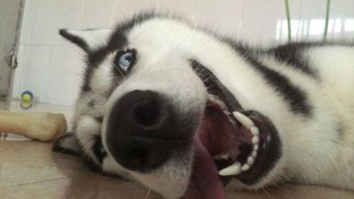 哈士奇幼犬吃错东西吐