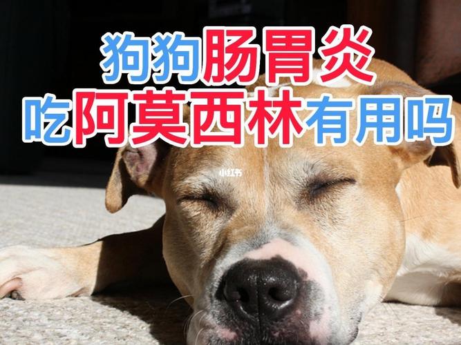 狗肠炎几天能吃东西怎么办