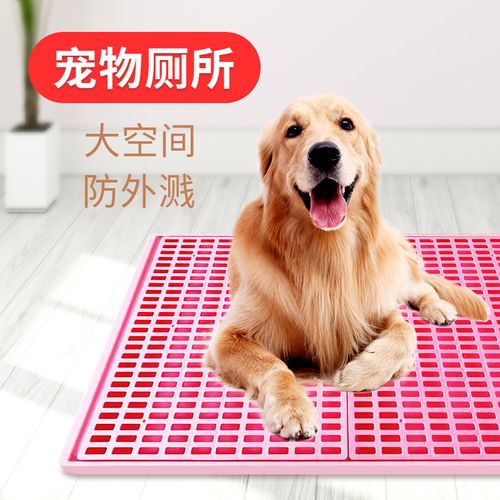 泰迪狗厕所训练