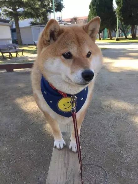 柴犬的训练方法 图