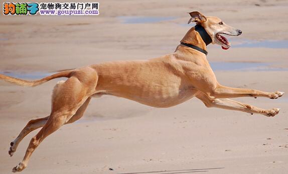 怎样训练格力犬的速度