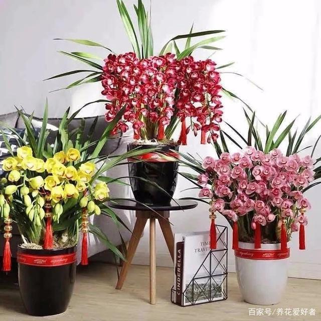 富贵花的养殖方法