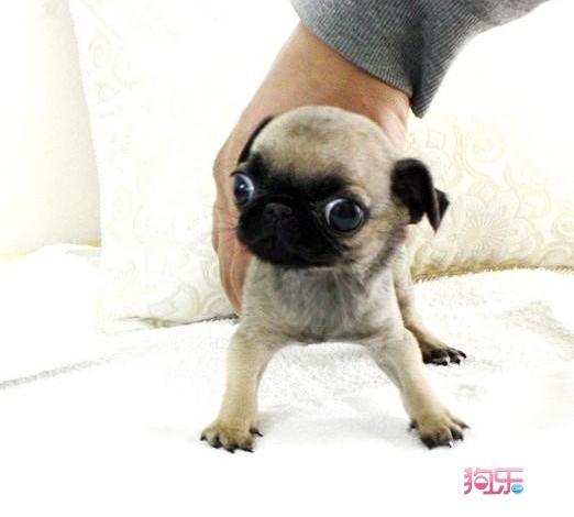 八哥犬怎么样训练
