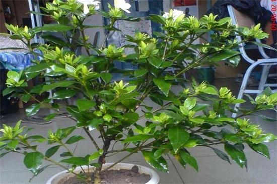 栀子花换盆注意事项