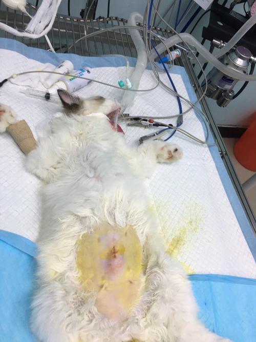 猫做手术前的准备什么东西吗