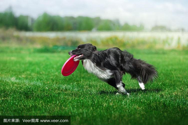怎样训练犬衔球