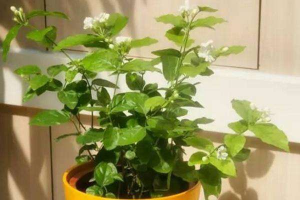 茉莉花冬天养殖方法