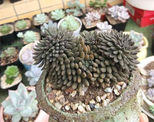 多肉植物石莲花的栽培
