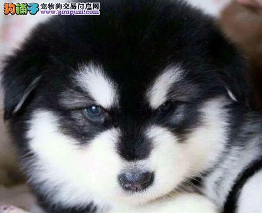 阿拉斯加犬乱咬东西怎么办