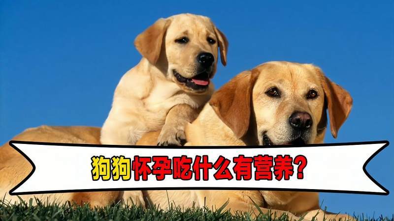狗狗怀孕后要吃些什么东西好呢