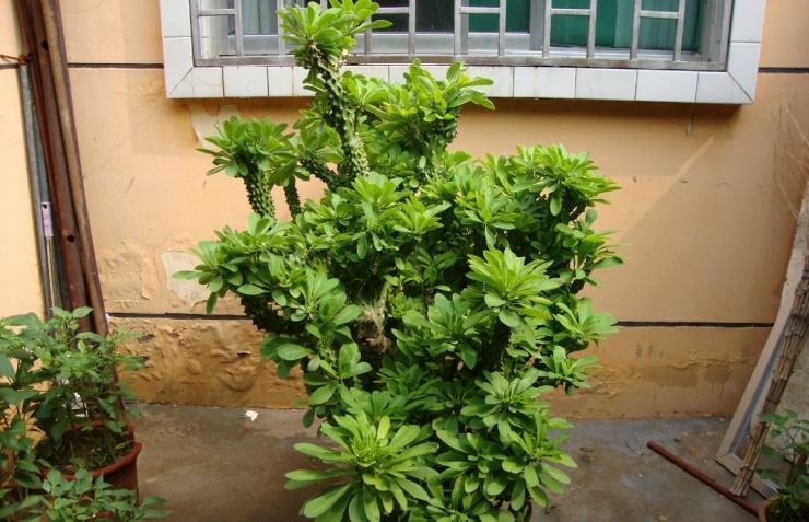 麒麟掌的养殖方法