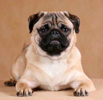 巴哥犬不吃东西怎么办