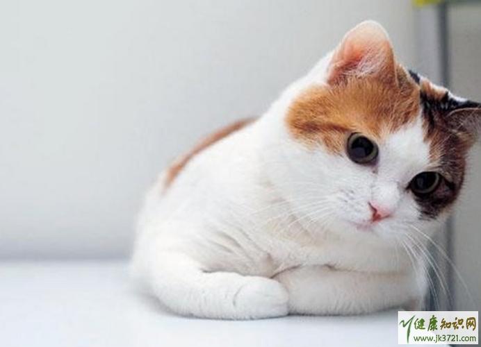 养猫要准备什么东西