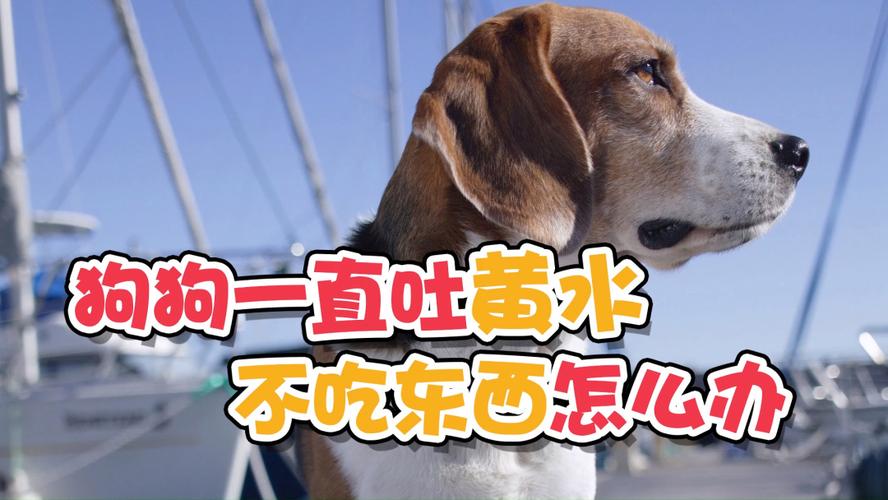 狗狗吐拉稀不吃东西喂什么药好点