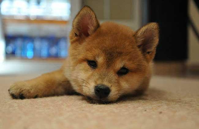 柴犬怎么训练它捡东西