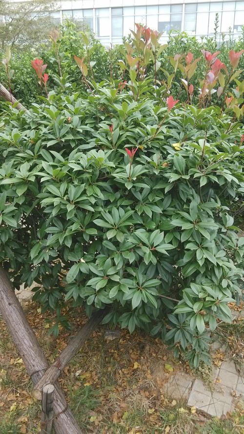 木本树怎么栽培